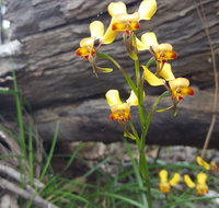 Dawn Atwell Nature Reserve - Geraldton Accommodation