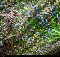 Great North walk - Palm Grove Nature Reserve - Geraldton Accommodation