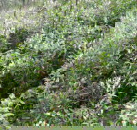 Snowgum Walking Track - Geraldton Accommodation