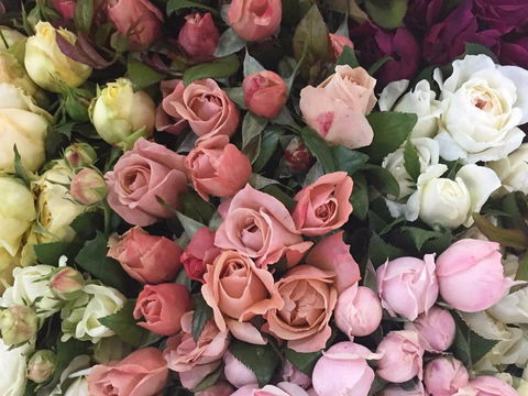 Sydney Flower Market - Geraldton Accommodation 0