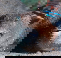 Amity Point Dive Site - Geraldton Accommodation