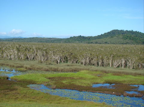 Eubenangee Swamp National Park - Geraldton Accommodation 1
