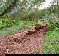 Forest Walking Track Gibraltar Range National Park - Geraldton Accommodation