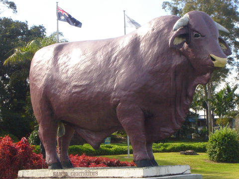 Rockhampton Bull Statues - Geraldton Accommodation 1