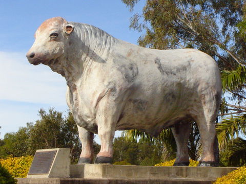 Rockhampton Bull Statues - Geraldton Accommodation 2