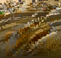 Wagga Wagga Livestock Marketing Centre - Geraldton Accommodation