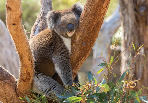 Cleland Wildlife Park - Geraldton Accommodation 0