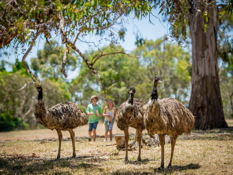 Cleland Wildlife Park - Geraldton Accommodation 2