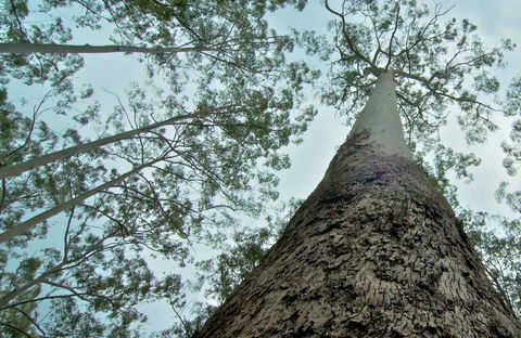 O'Sullivans Gap Picnic Area - Geraldton Accommodation 0