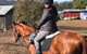 Horse Riding Tasmania - thumb 1