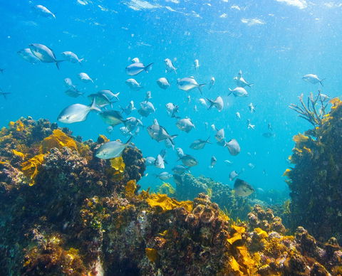 Snorkelling McKenzies Beach - Geraldton Accommodation 0