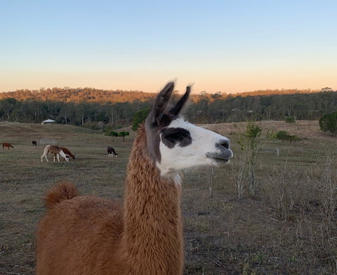 The Llama Farm - Geraldton Accommodation 0