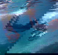 Small-Group Underwater Scooter Experience in Clovelly - Geraldton Accommodation