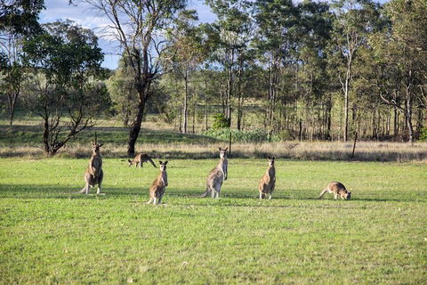 Private Full-Day Wine Tour In Hunter Valley - Geraldton Accommodation 2
