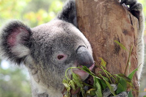 Private 10-hour Tour To Blue Mountains From Sydney - Hotel Pick Up & Drop Off - Geraldton Accommodation 2