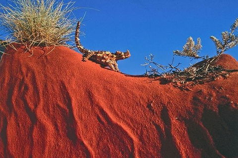 Alice Springs, Uluru Ayers Rock & Kings Canyon 8 Days Touring Package - Geraldton Accommodation 4
