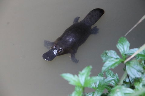 Atherton Tablelands Waterfalls And Rainforest Day Tour Departing Cairns - Geraldton Accommodation 7