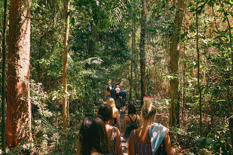 Atherton Tablelands Waterfalls And Rainforest Day Tour Departing Cairns - Geraldton Accommodation 10