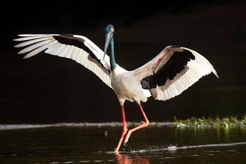 Daintree River - Private Photography Cruise - Geraldton Accommodation 0