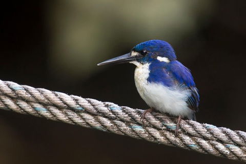 Daintree River - Private Photography Cruise - Geraldton Accommodation 1