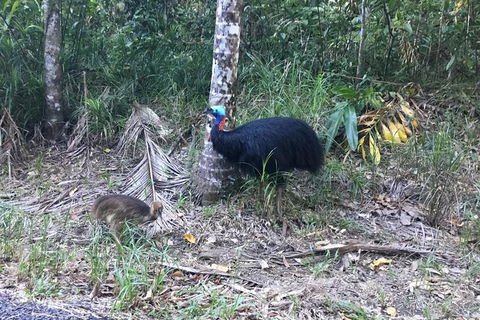 Daintree Luxury Limousine Tour - Full Day - Geraldton Accommodation 8