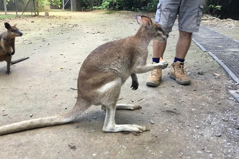 Daintree Luxury Limousine Tour - Full Day - Geraldton Accommodation 10