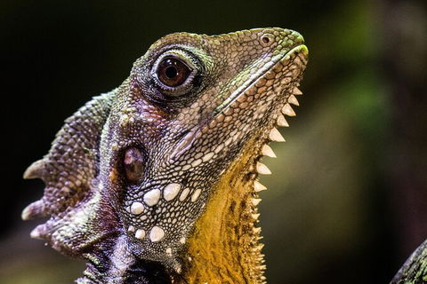 Cairns Aquarium By Twilight With 3 Course Dinner - Geraldton Accommodation 5