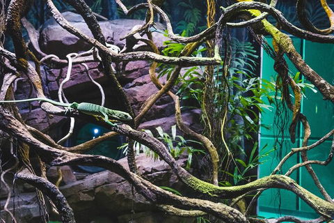 Cairns Aquarium By Twilight With 3 Course Dinner - Geraldton Accommodation 8