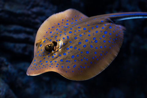 Cairns Aquarium Tour By Twilight With Drink And Appetiser - Geraldton Accommodation 5