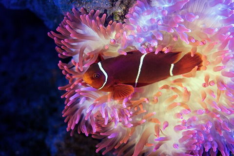 Cairns Aquarium Tour By Twilight With Drink And Appetiser - Geraldton Accommodation 2