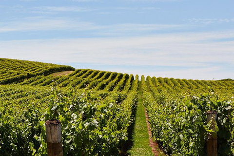 Launceston Wine & Sightseeing Tours - Geraldton Accommodation 3