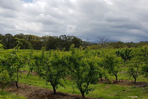 Yarra Valley Wineries And Rayners Orchard Tour From Melbourne - Geraldton Accommodation 18
