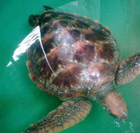 Australian Seabird Rescue - Geraldton Accommodation