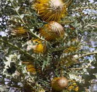 Woylie Walk Dryandra Woodland - Geraldton Accommodation