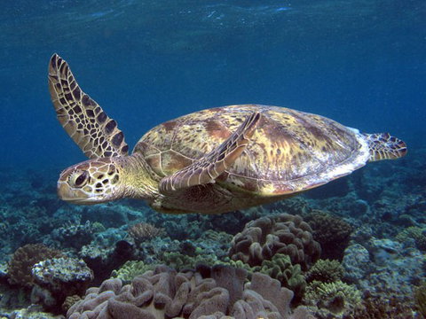 Calypso Reef Charters - Geraldton Accommodation 1