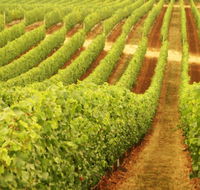 Wignalls Winery - Geraldton Accommodation