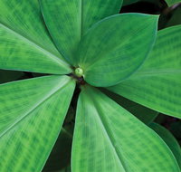 Limberlost Nursery  Garden Centre - Geraldton Accommodation