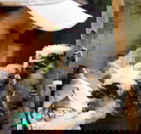 Animal Training and Conditioning - September - Geraldton Accommodation