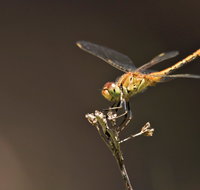 Dragonfly Discovery - Geraldton Accommodation