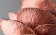 Mushroom Growing Masterclass - thumb 0