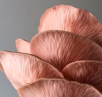 Mushroom Growing Masterclass - Geraldton Accommodation