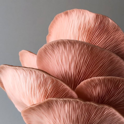 Mushroom Growing Masterclass - Geraldton Accommodation 0