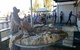 Narrabri Show - thumb 0