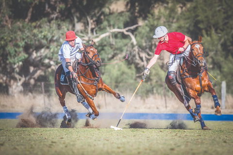 Scone Horse Festival - Geraldton Accommodation 1