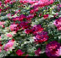 2020 Woolmers Estate Festival of Roses - Geraldton Accommodation