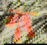 Australian flora past present and future - Geraldton Accommodation