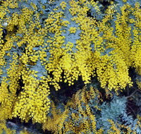 Australian Wattle Day  the Old Bus Depot Markets - Geraldton Accommodation