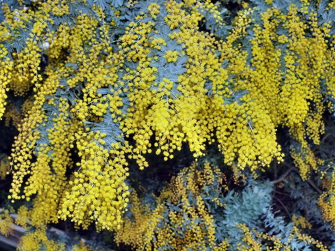 Australian Wattle Day @ The Old Bus Depot Markets - Geraldton Accommodation 0