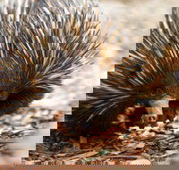 Aussie Wildlife Course - October Condensed Weekend Course - Geraldton Accommodation