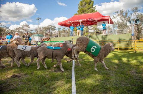 Caragabal Sheep Races - Geraldton Accommodation 0